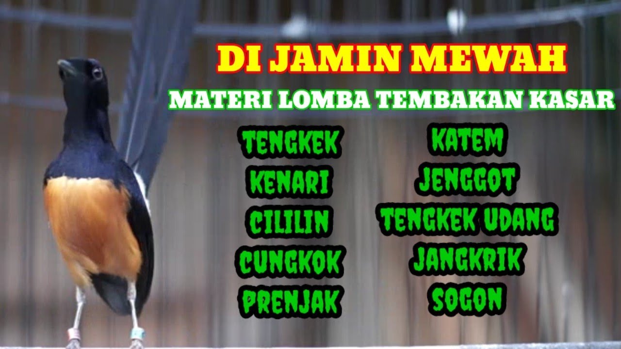MATERI LOMBA, 100% DI JAMIN MEWAJ#masteranmuraibatufullisian #mangkicauoffecial #kicaumania
