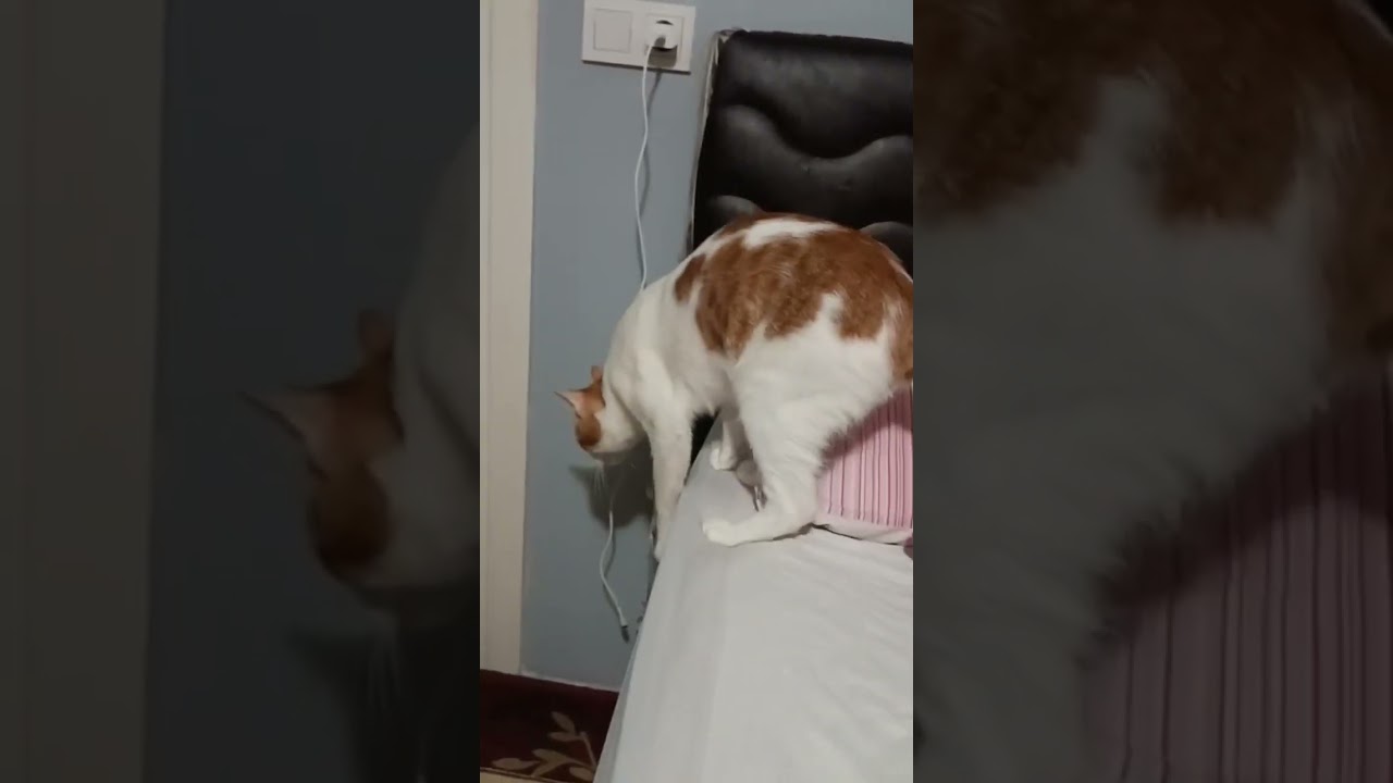 Pamuğun maceraları uzun kuyruk😁#cat #kedi #kediler #funnycats #keşfetbeniöneçıkar #shortvideo #love 