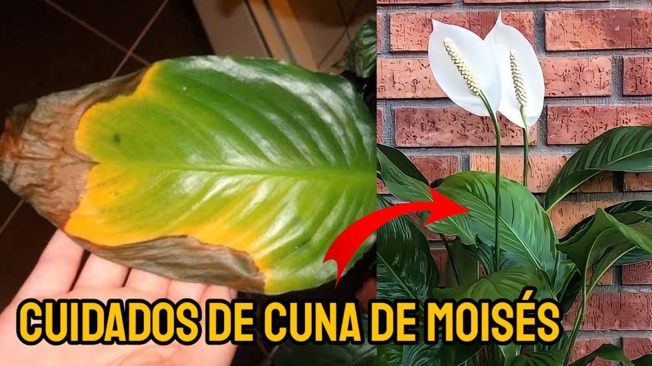mantenimiento y cuidados de cuna de moisés planta