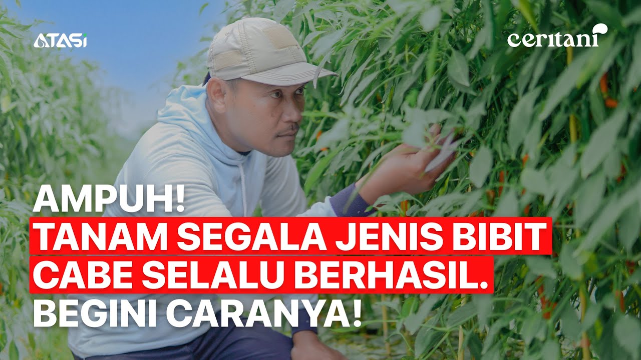 Ceritani | Ampuh! Tanam Segala Jenis Bibit Cabe Selalu Berhasil