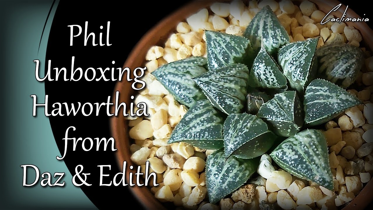 Phil Unboxing Haworthia from Myself & Edith | Cactus & Succulents