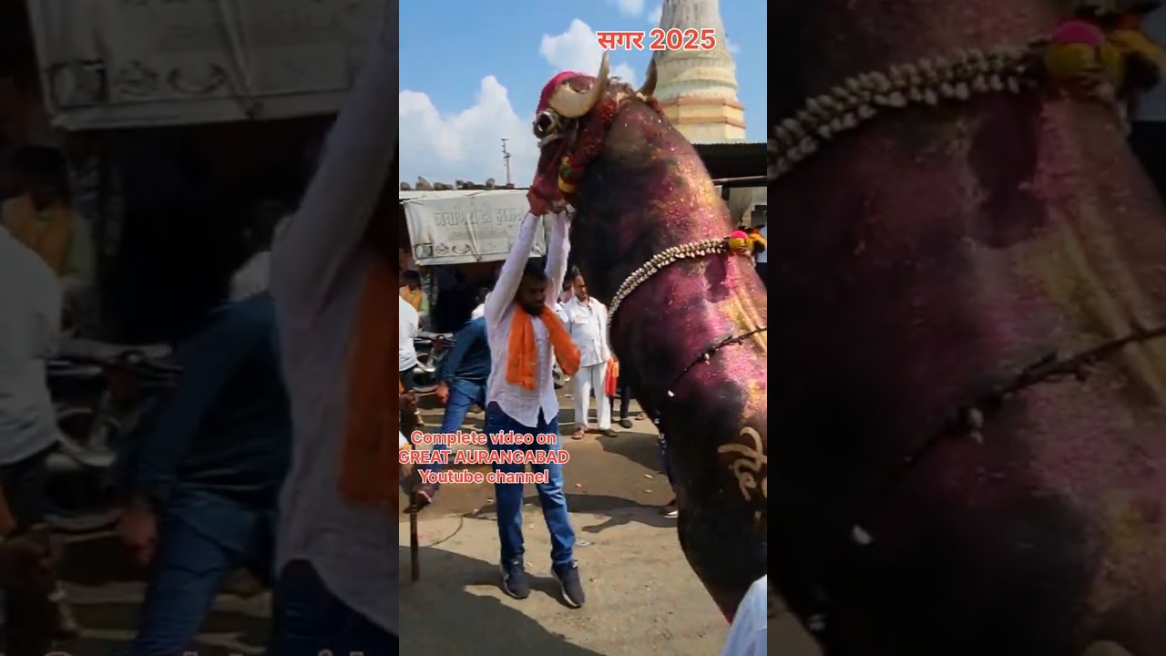 Traditional festival of Maharashtra sagar 2025 Buffaloes festival