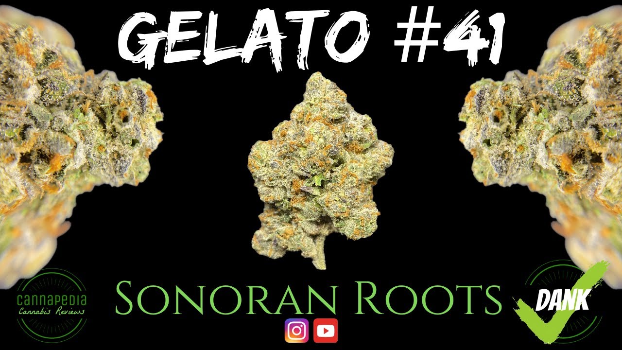 Gelato #41 Strain Review - Sonoran Roots - Cannapedia