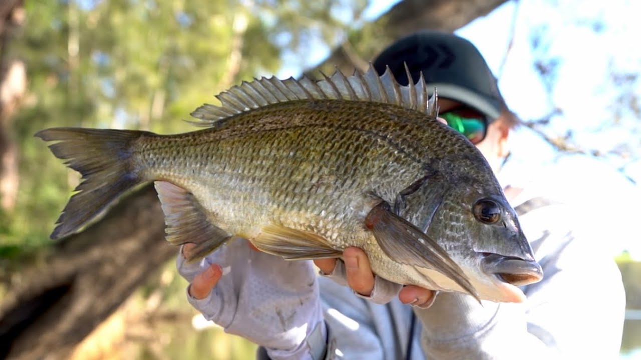 Качество превыше количества | Плотная конструкция для ловли леща!