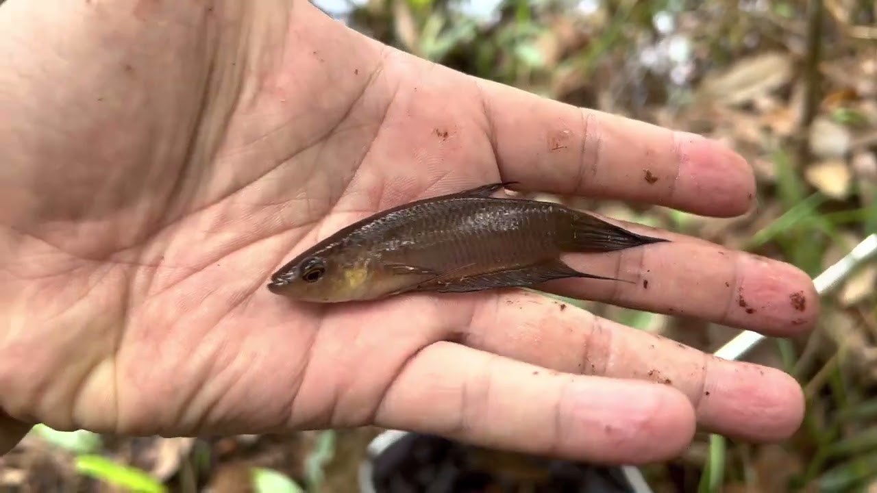 2023-4 Malaysia expedition day6-1 马来西亚野采