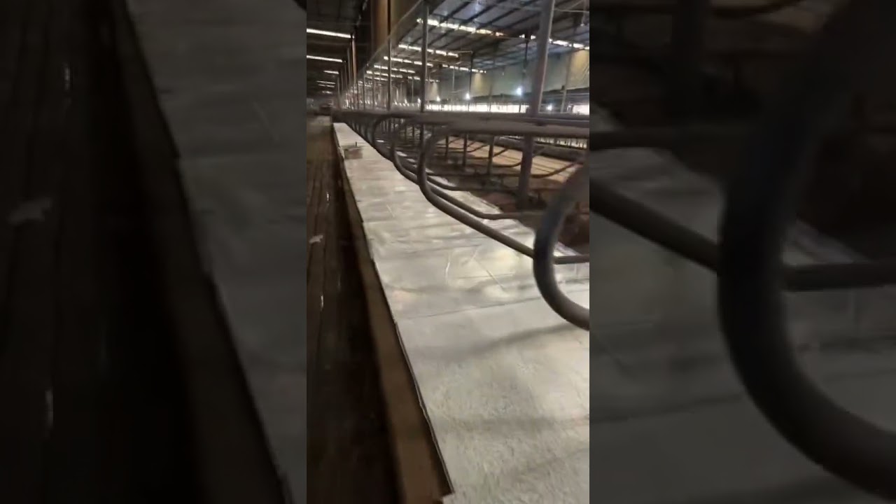 sponge cow mattress