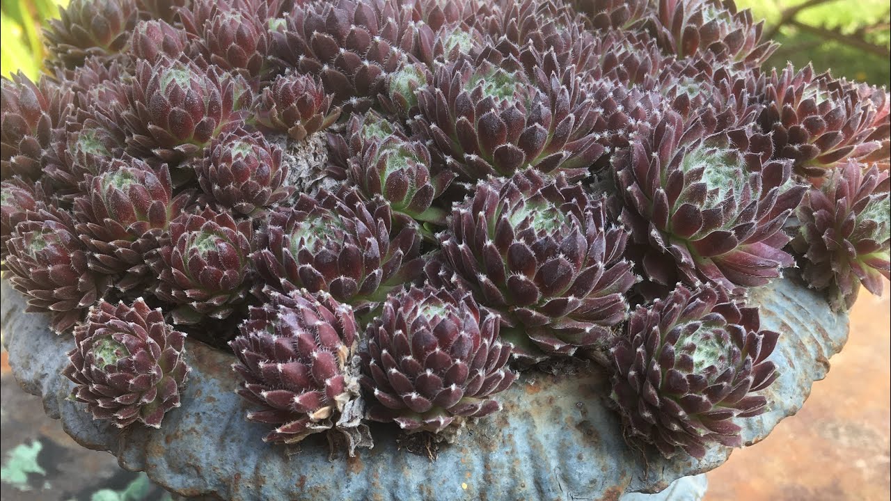 Comment planter une belle potée de Joubarbes?