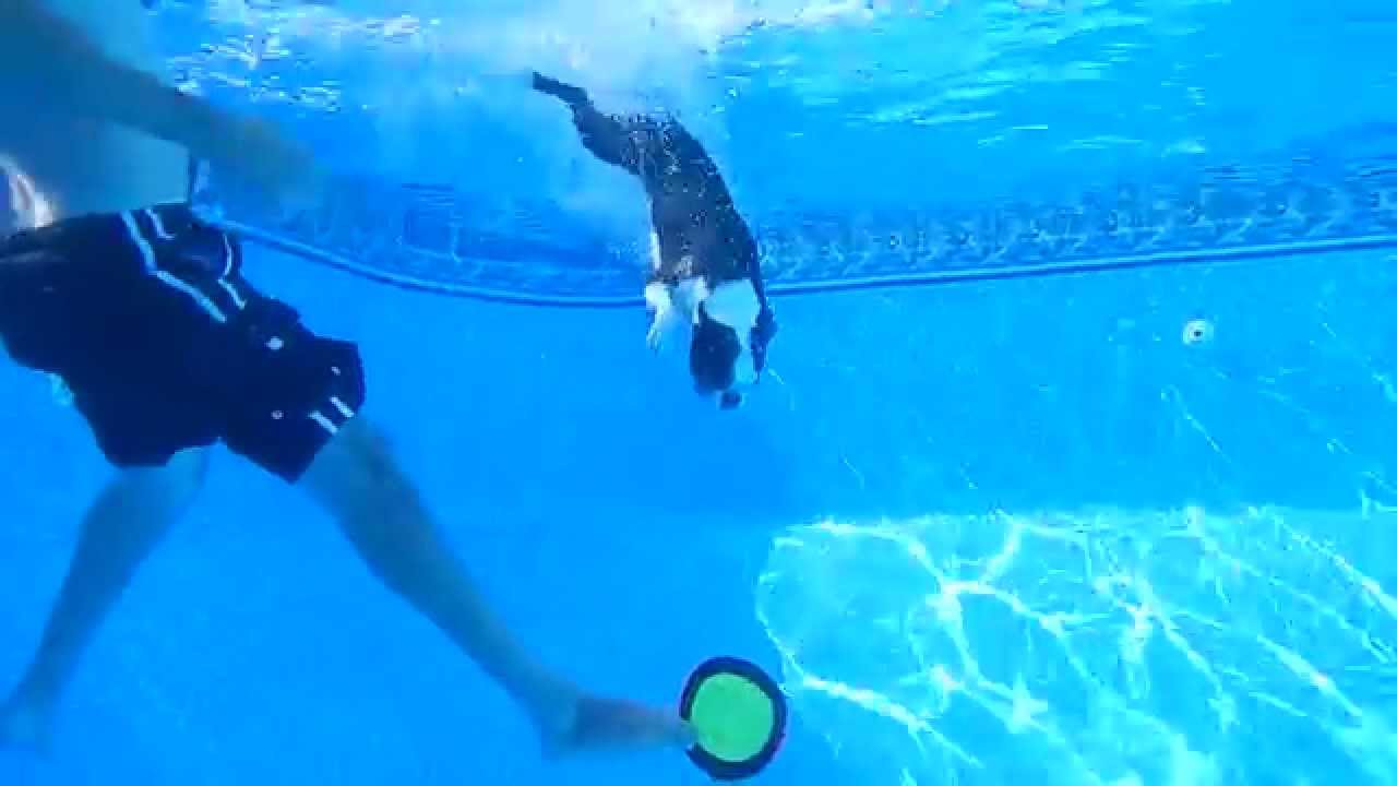 Diving Boston Terrier Swims to Bottom of Pool for Frisbee