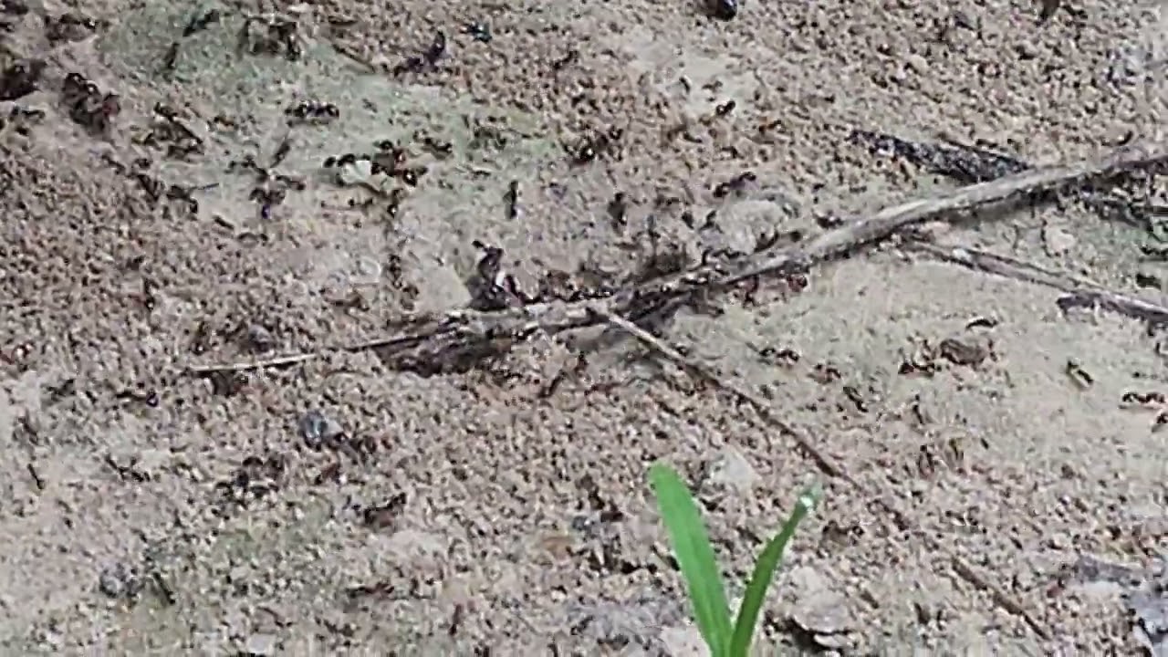 Is this a ant war?