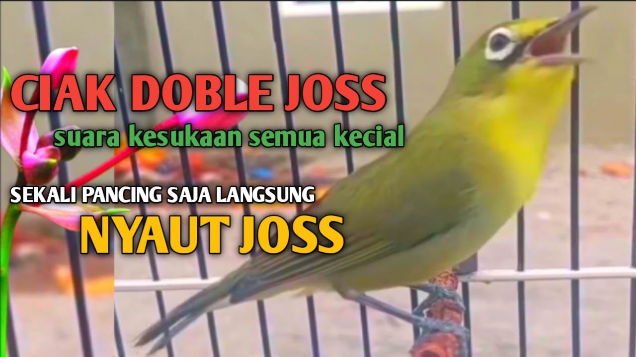 KECIAL KUNING GACOR NGEJOS GESIT Suara Lantang || KONTAN BIKIN SEMUA KECIAL BUKA CIAK NYAUT JOSS