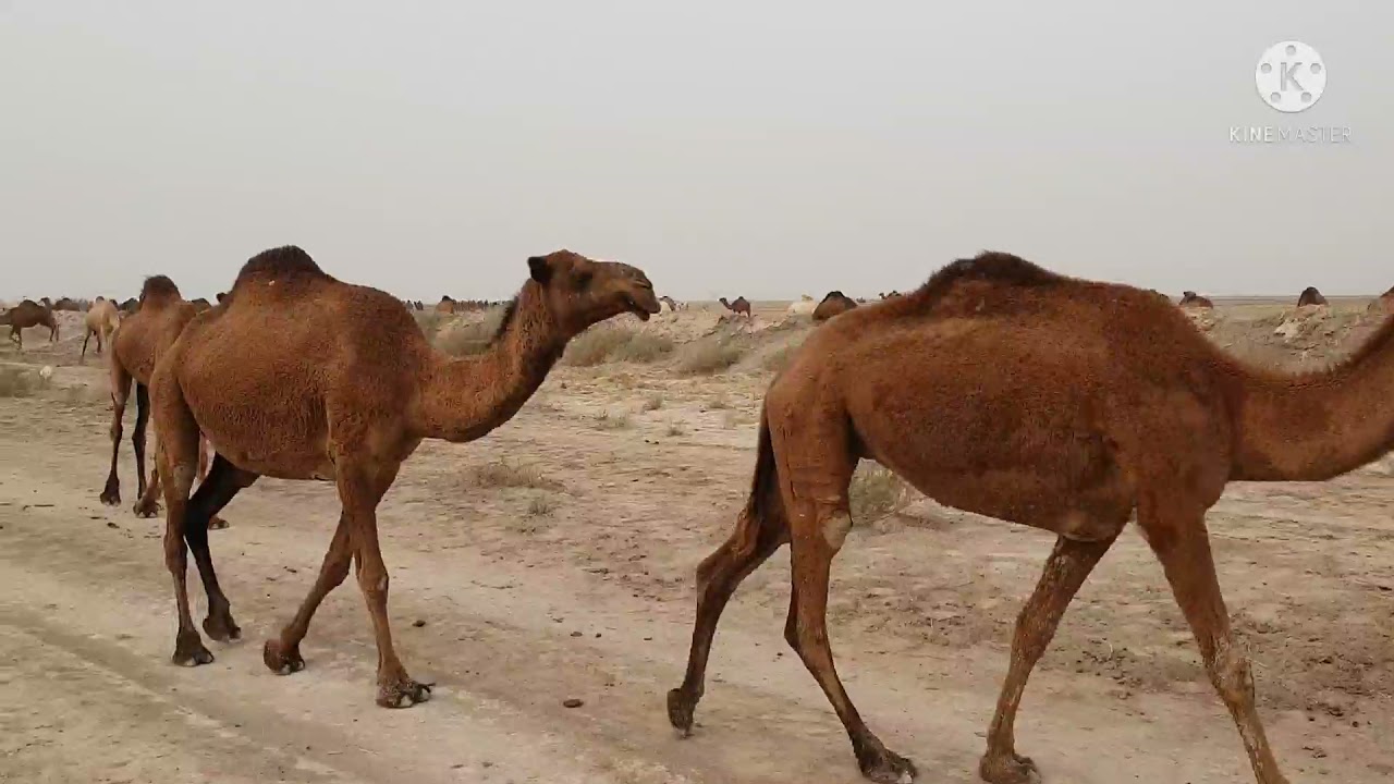 الإبل العراقية/ محافظة ميسان/ قبائل شمر/ يوم الاثنين ١١/١