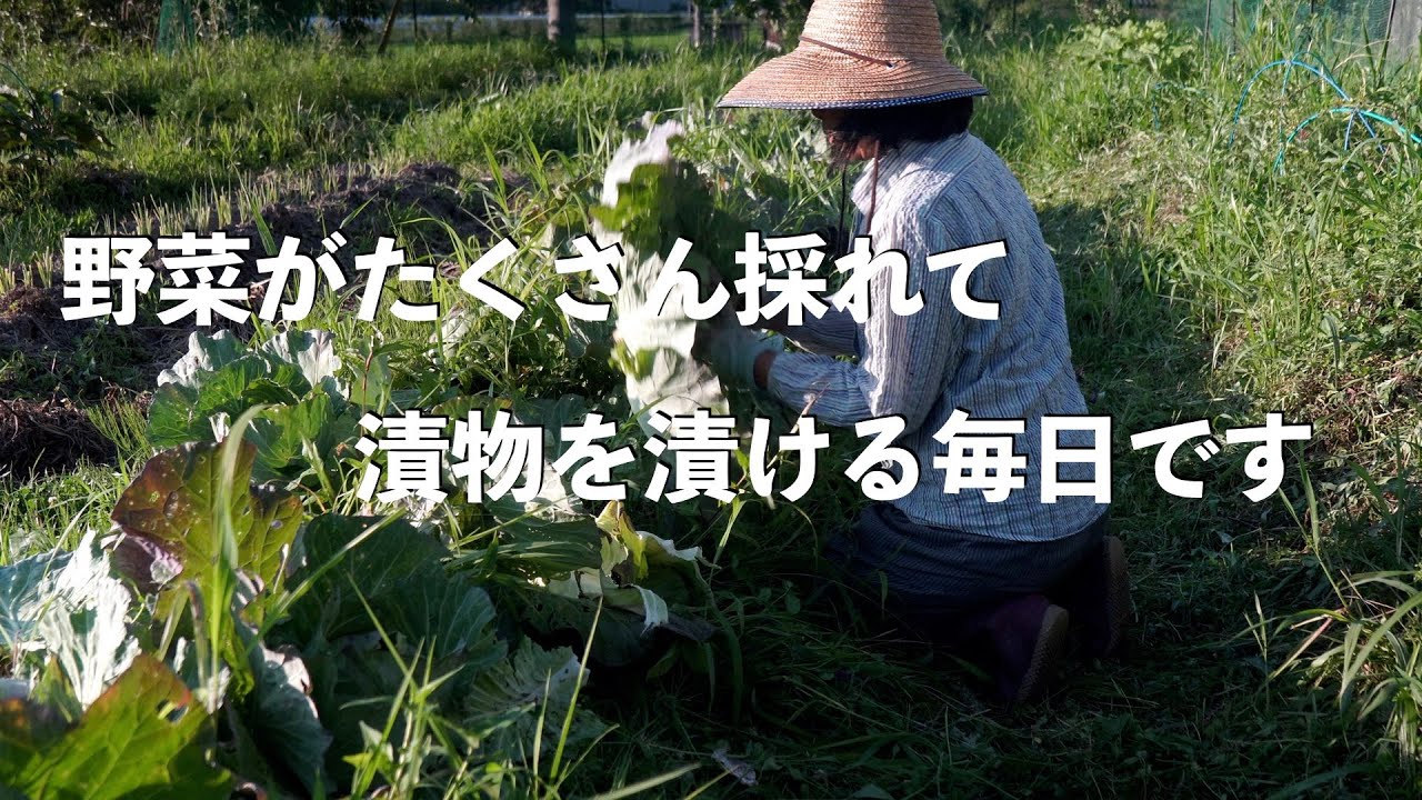 自給暮らしvlog｜とにかく漬物を漬ける！｜梅仕事｜一番忙しい時期です｜#71