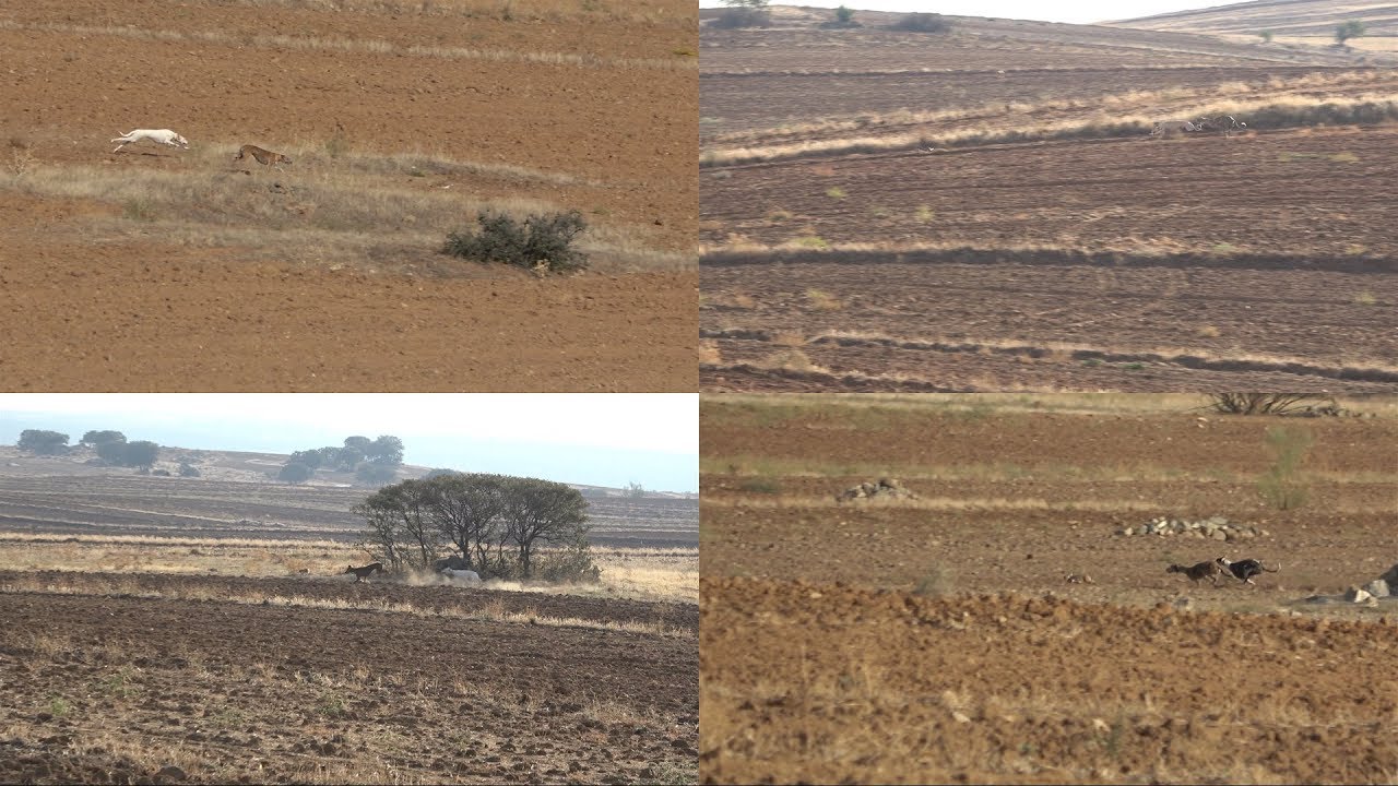 CARRERA DE GALGOS TERMINO MUNICIPAL DE GALVEZ 15-10-2017