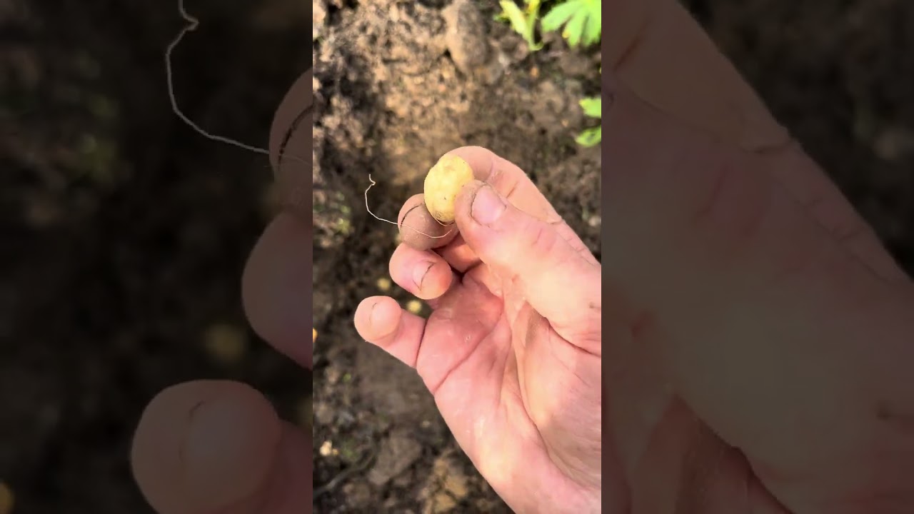 Planting English Bluebells!
