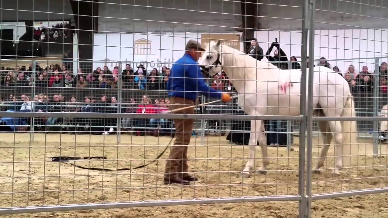Monty Roberts in kranichstein Darmstadt