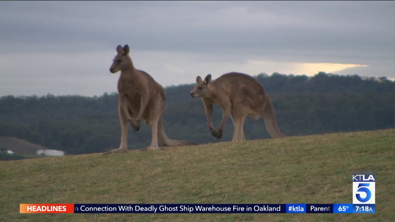 Australia's Taronga Zoo Gets Lit Up for Vivid Sydney