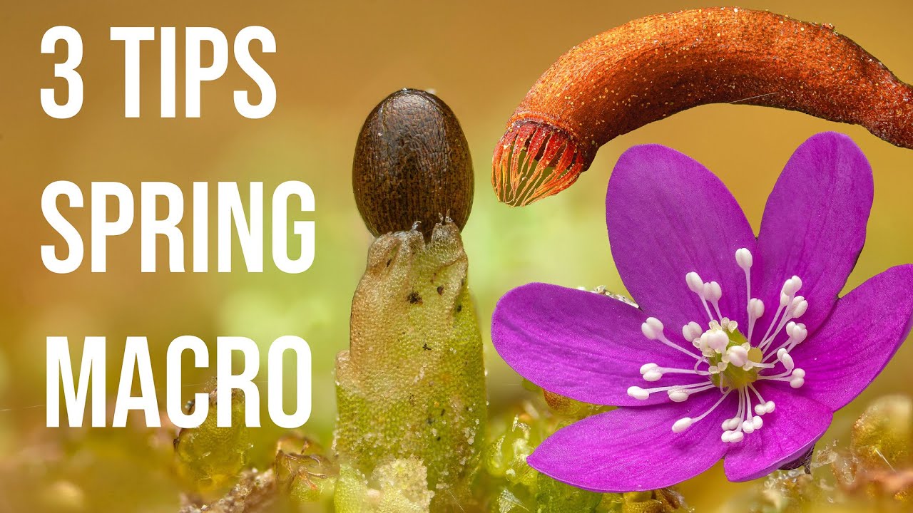 My 3 best tips for macro-photography in the spring!
