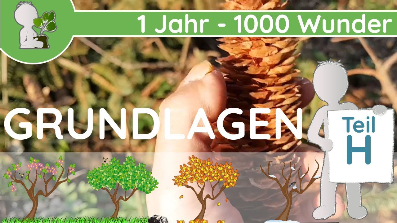 📚 1 Jahr - 1000 Wunder - Grundlagen Teil H (Samen/Samenarten bzw. Ausbreitungswege & Strategien)