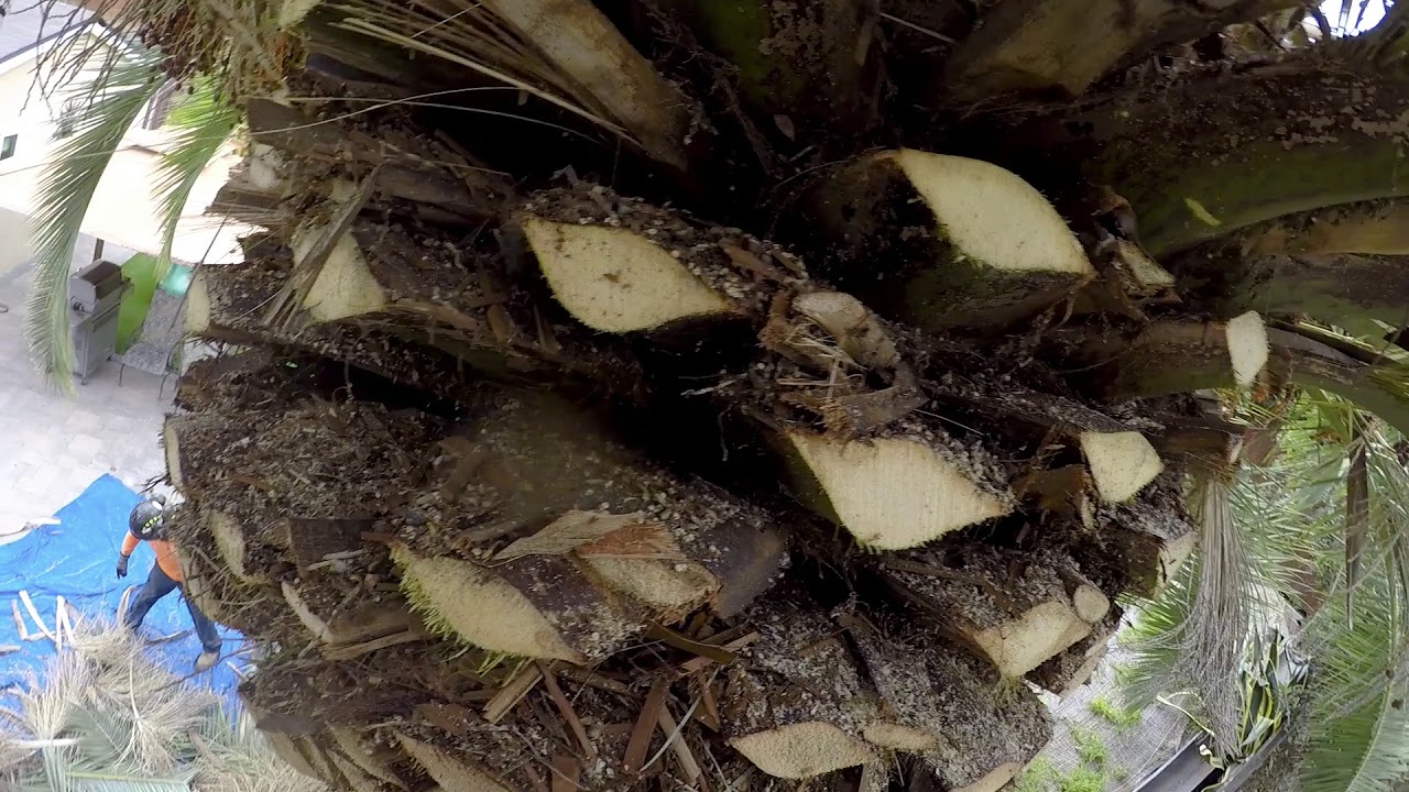 otra poda de palma canariensis
