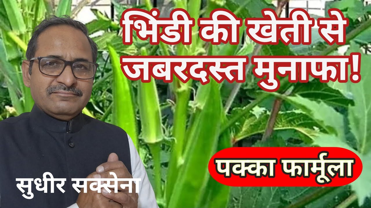 भिंडी की अधिक पैदावार कैसे लें। भिंडी की खेती। भिंडी की वैज्ञानिक खेती। भिंडी की उपज कैसे बढ़ाएं।