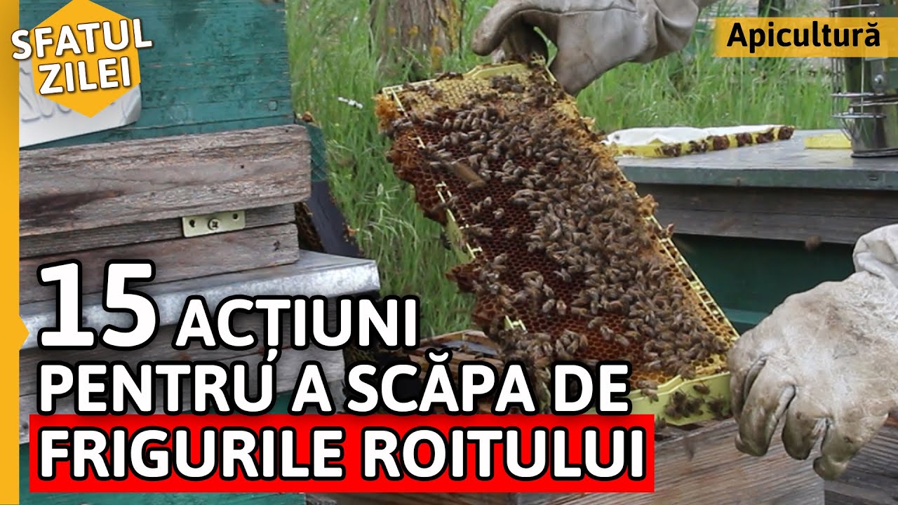 15 ACȚIUNI PENTRU A SCĂPA DE FRIGURILE ROITULUI [Sfatul zilei]