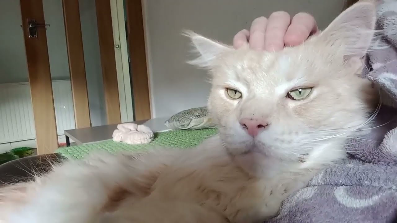 Rare footage of Orion growling