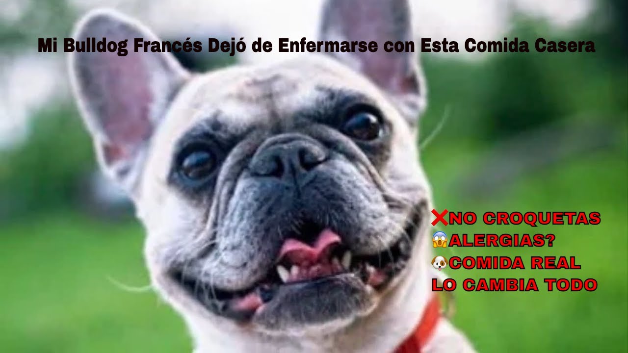 Què darle de comer a un Bulldog Francés. El error #1 al Alimentarlo. Dieta casera.