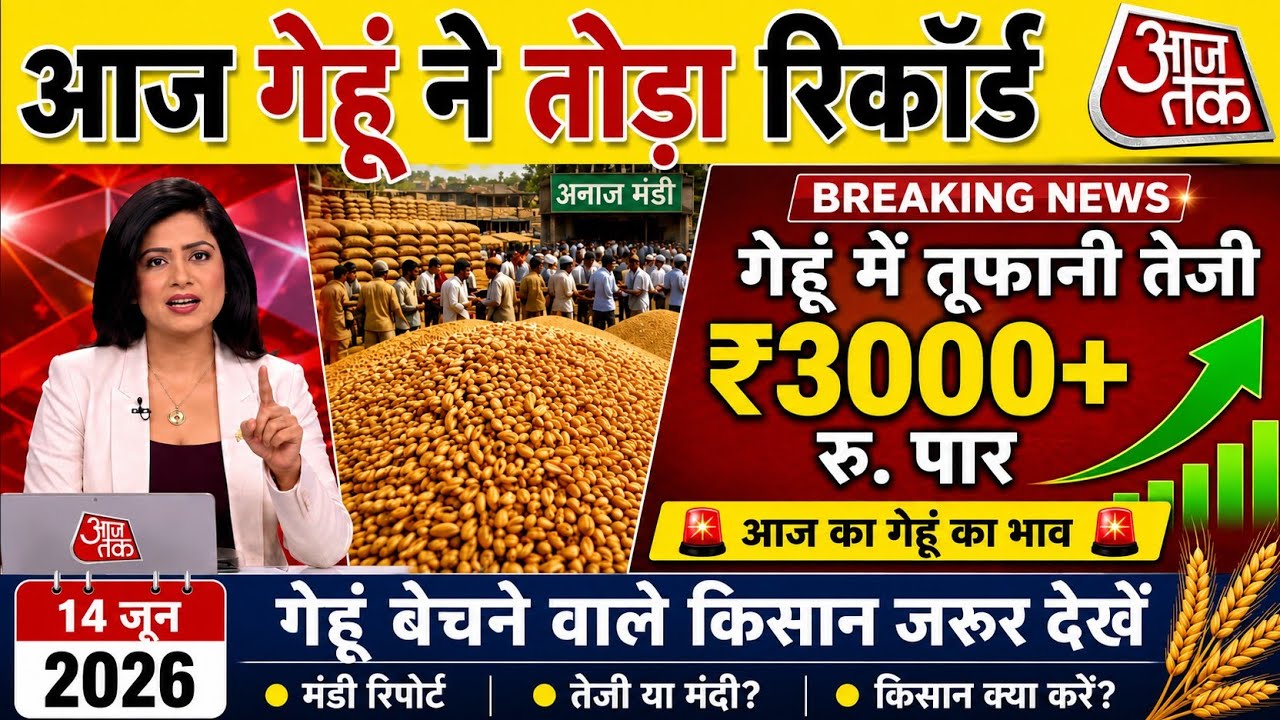 Wheat Market Price Today June 14, 2026 | Wheat Breaks Records, Good News for Farmers | Wheat Pric...