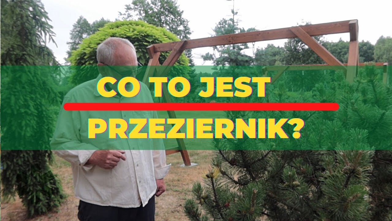 Co to jest przeziernik i jak rozpoznać efekty jego żerowania?