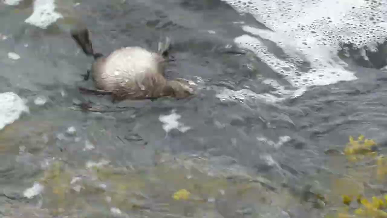 Common Eider, duckling death agony, Landtong Rozenburg, ZH, the Netherlands, 22 May 2021 (7)