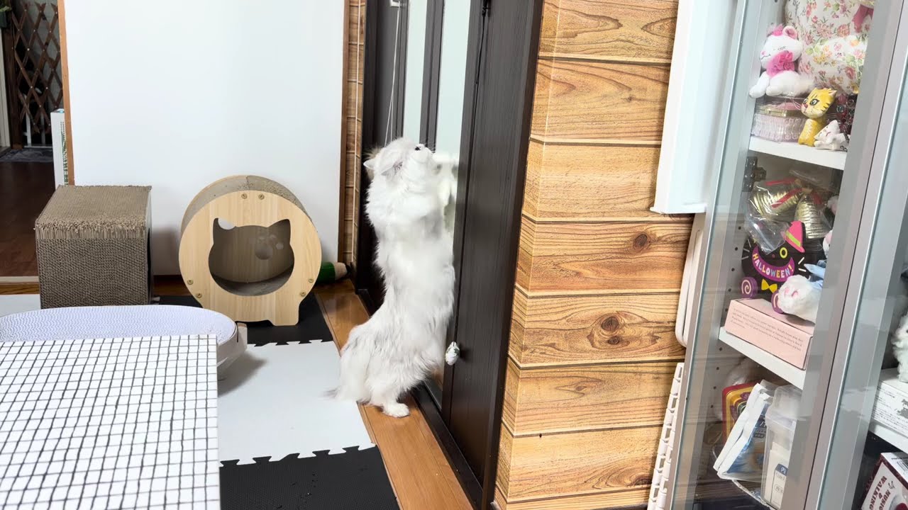 ピョンマリ