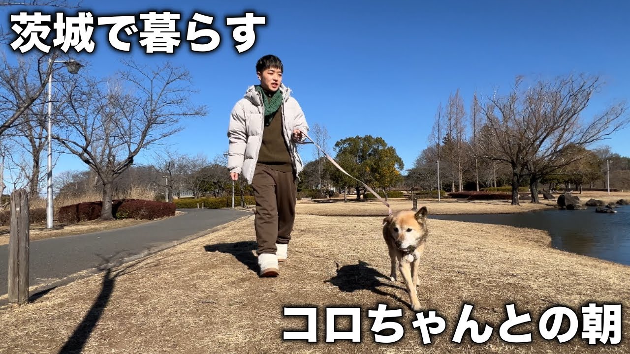 茨城で暮らす、愛犬コロちゃんとの毎日