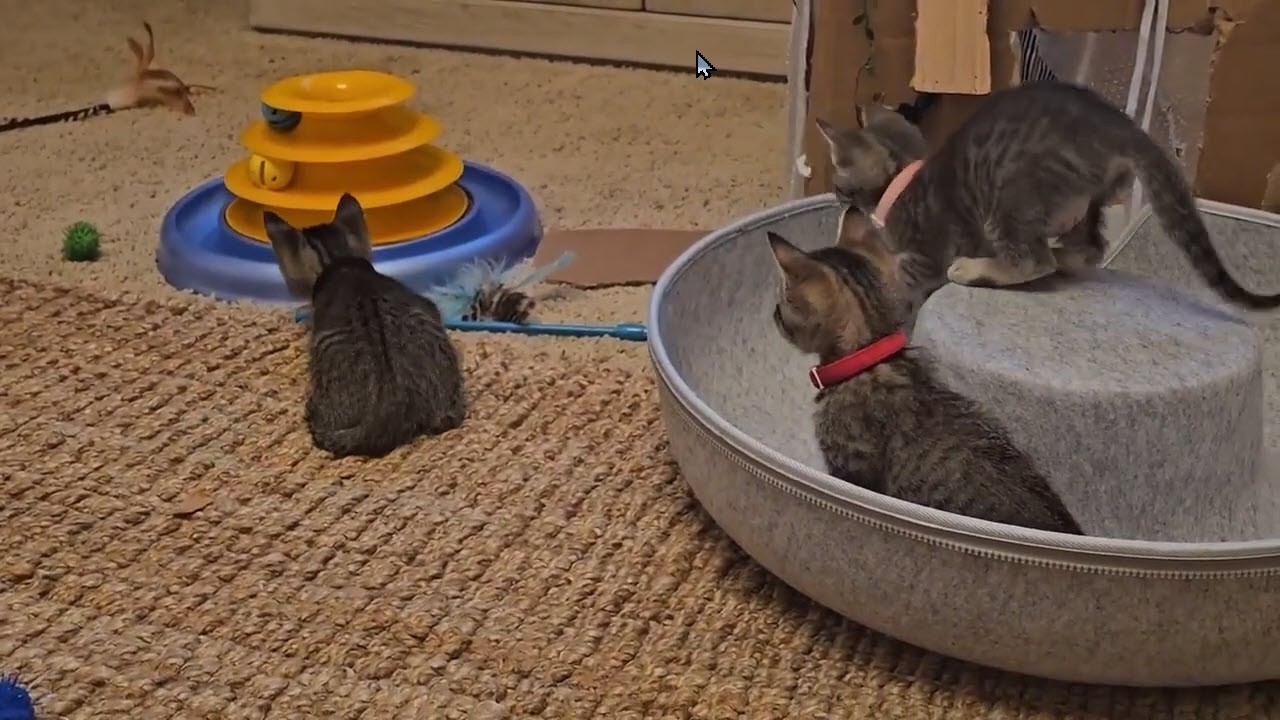 Triple Threat Three Adorable Kittens Take Over the Bedroom For playful action!