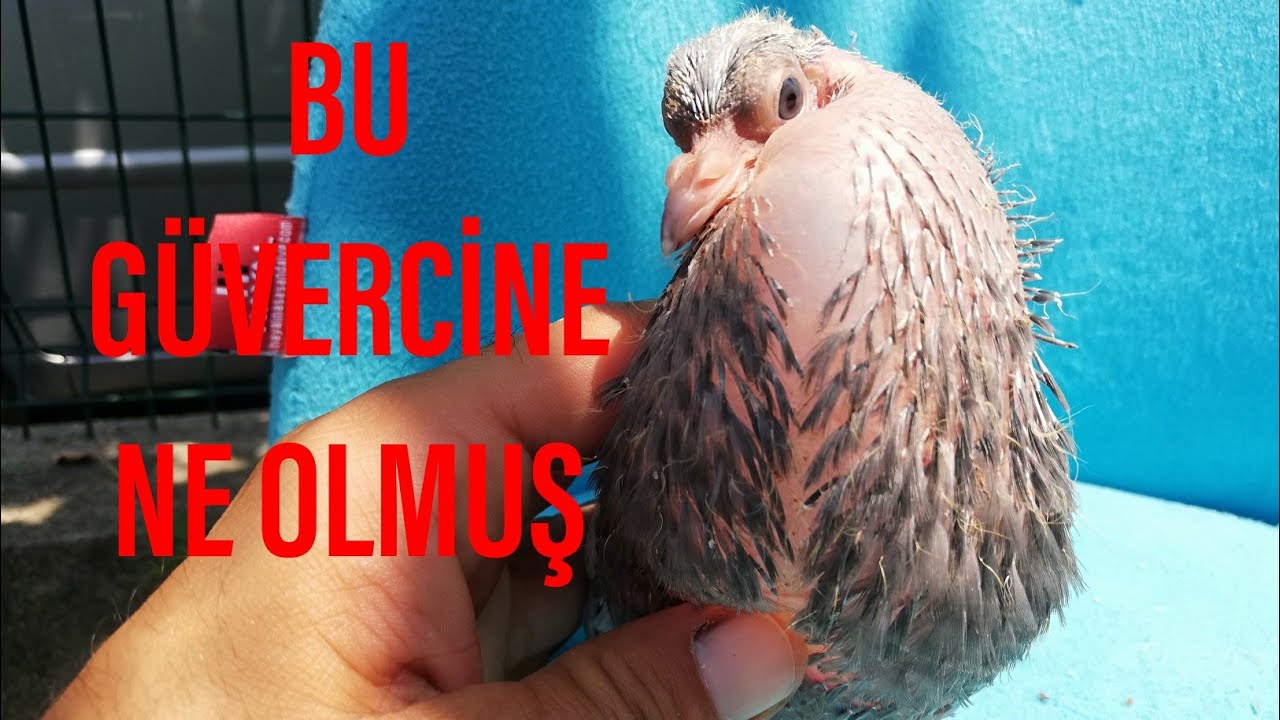 GÜVERCİN BESLEYENLER KESİN İZLESİN.