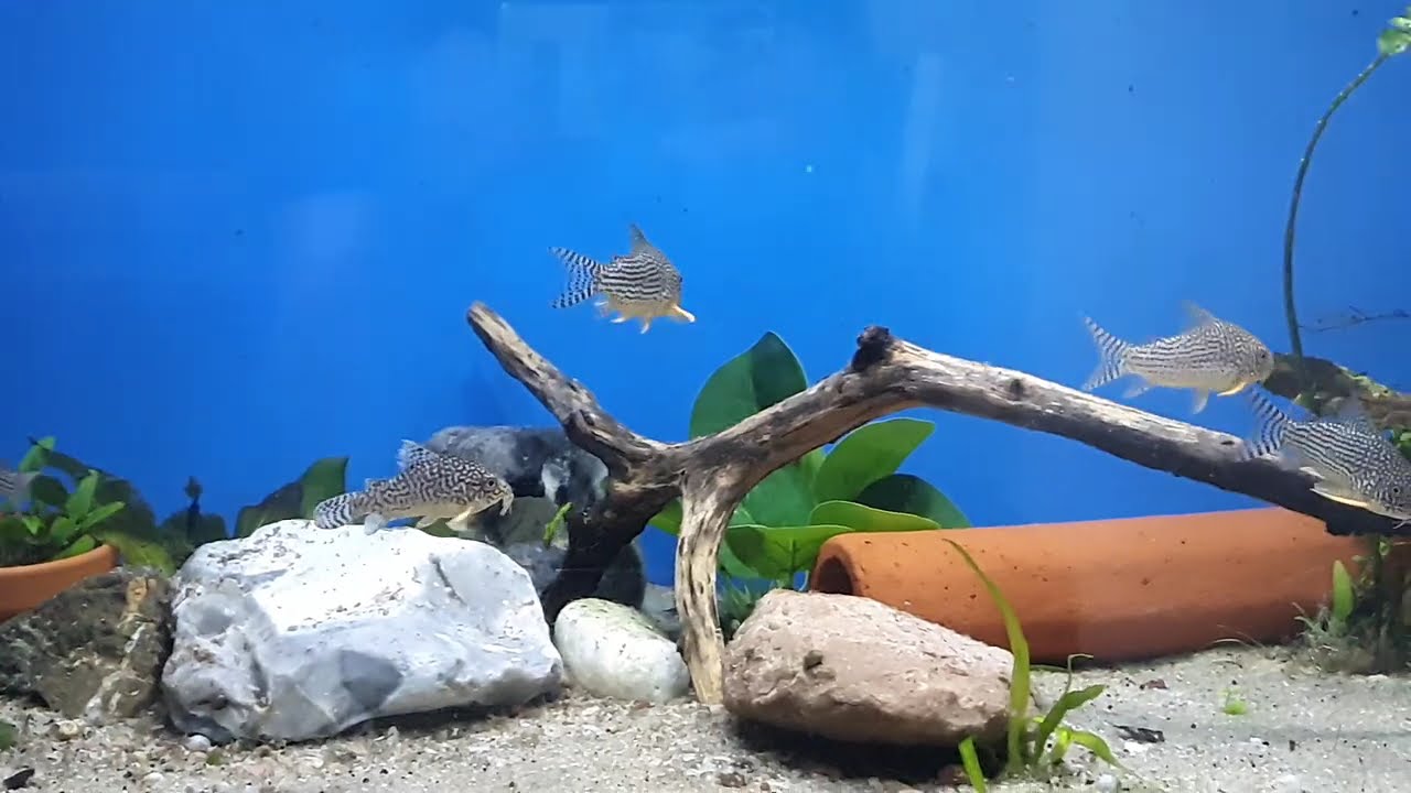 12er Zuchtgruppe Corydoras sterbai 