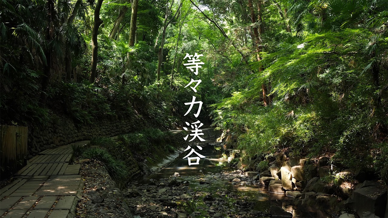 Todoroki Valley, Tokyo's small jungle - Tokyo - 等々力渓谷 - 4K Ultra HD