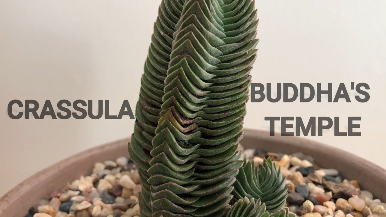 Crassula Buddhas Temple