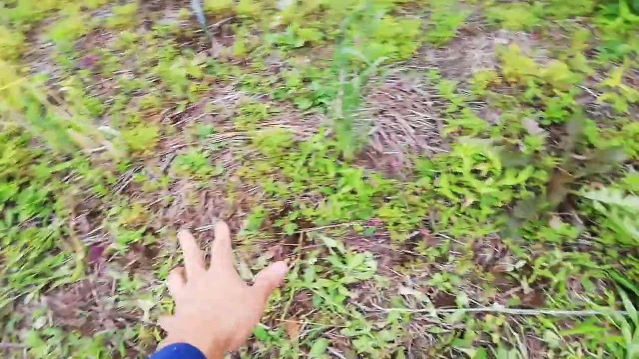 白ごま種まき 20220618