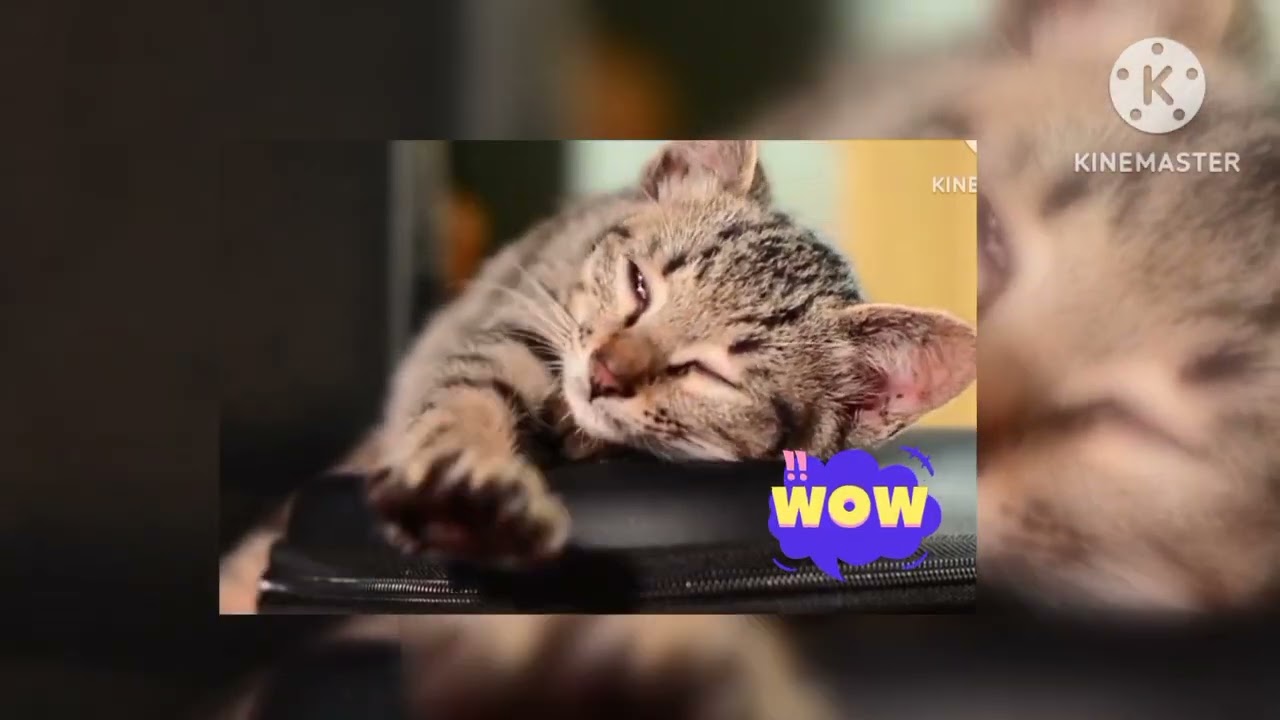 cartoon new video cat 🐈 trading video
