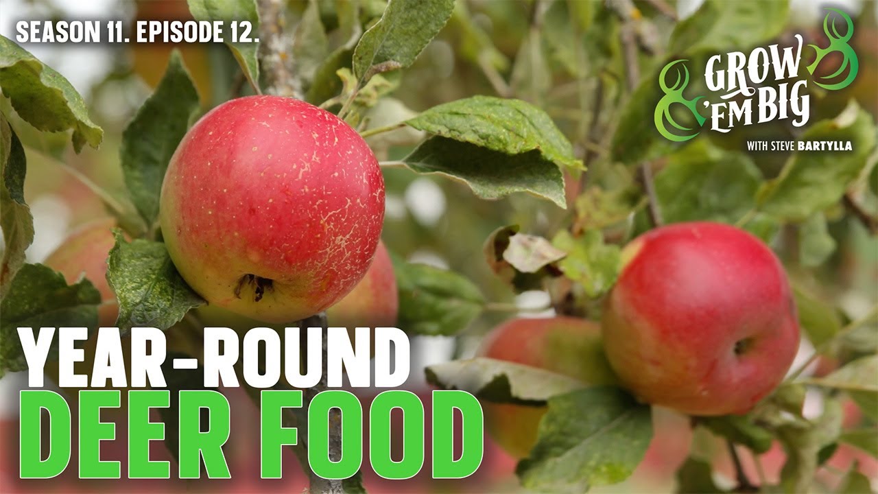 Best Trees to Plant for Year-Round Deer Food