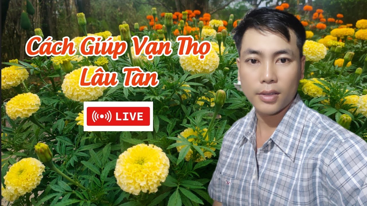 trồng vạn thọ tết  - cách giúp vạn thọ lâu tàn chơi lâu