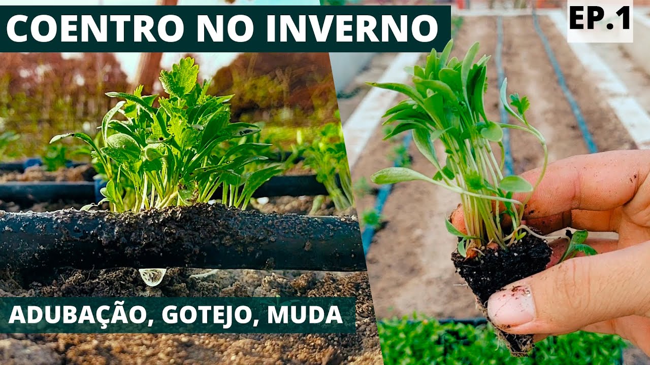 Plantando Coentro no INVERNO | Ep.  1 (Adubação, Gotejo, Tratamento de Solo)