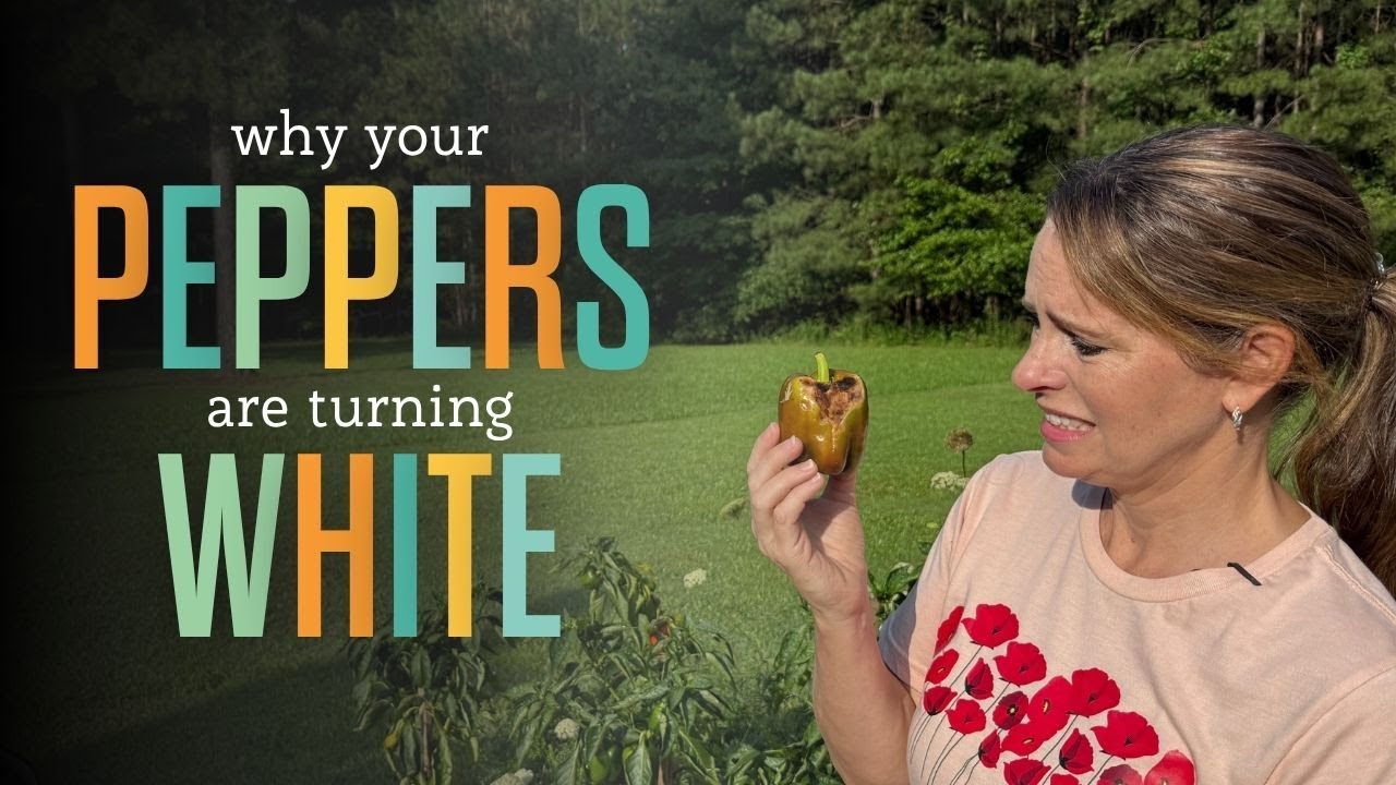 How to Stop Sunscald on Peppers Before It Ruins Your Harvest