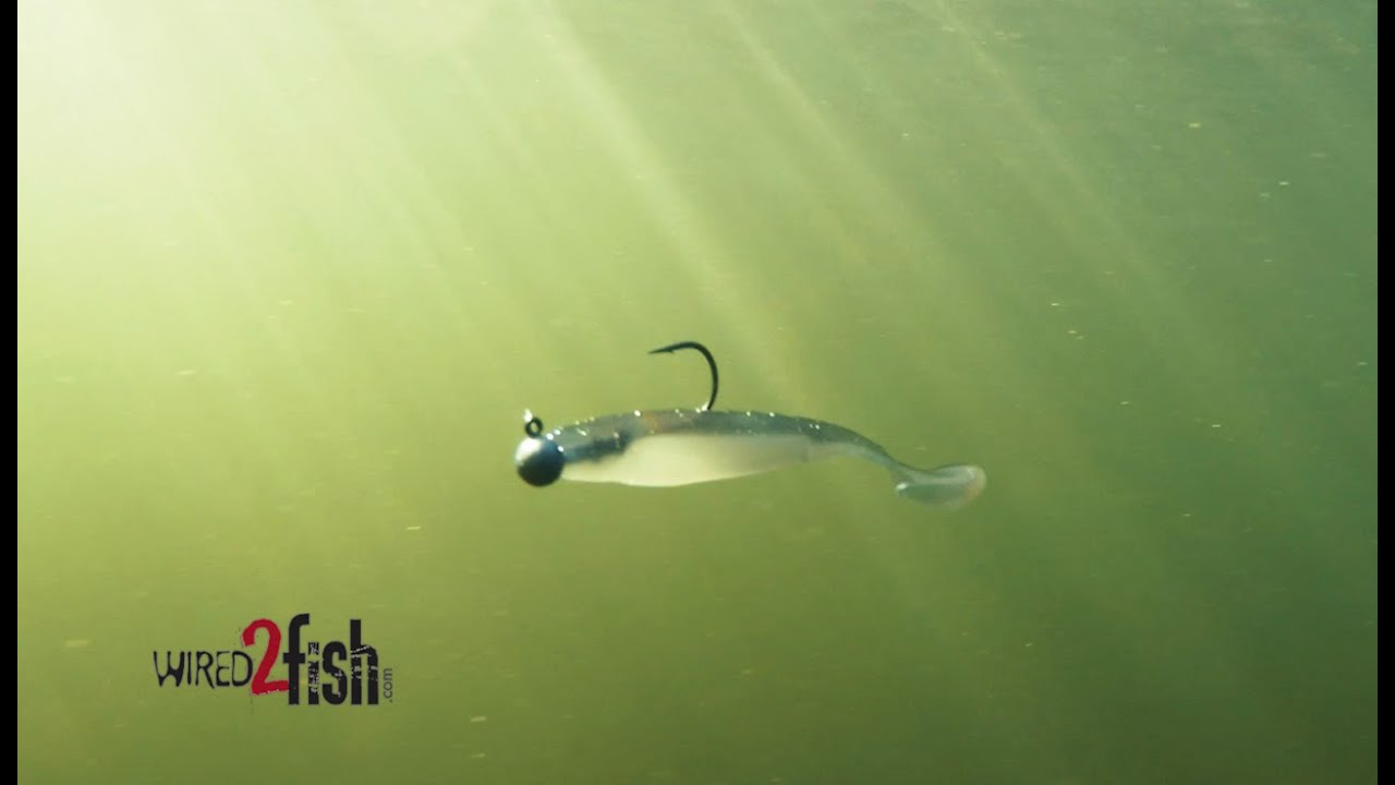 Target Spotted Bass With Finesse Swimbaits