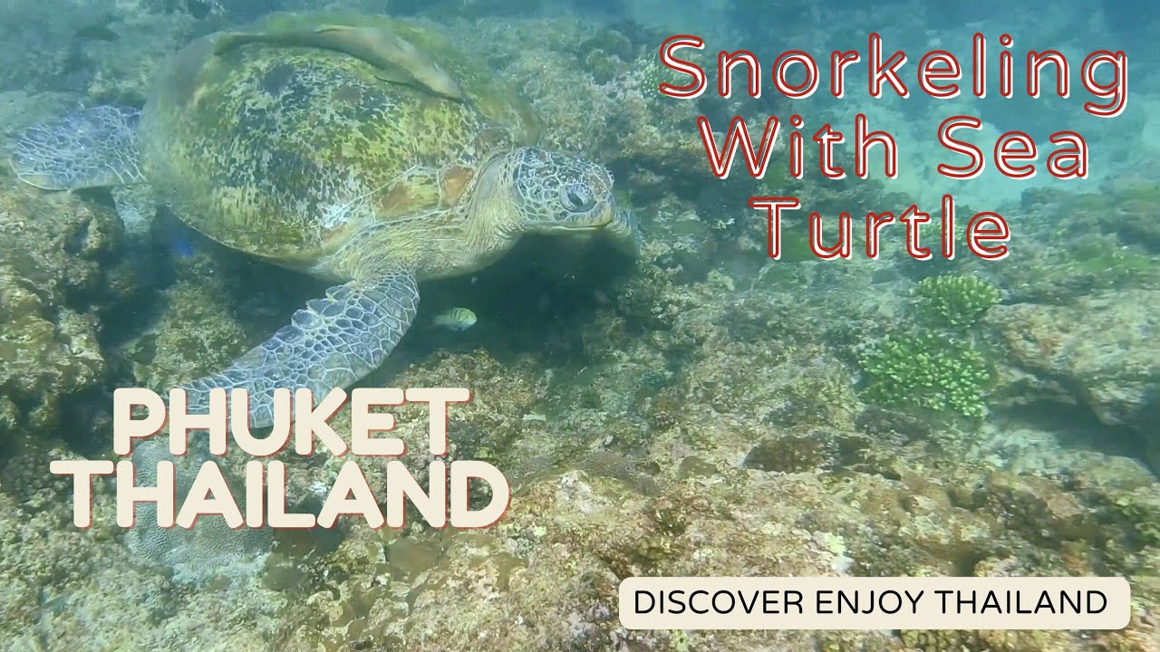 Snorkeling with sea turtle in Phuket Thailand 🇹🇭