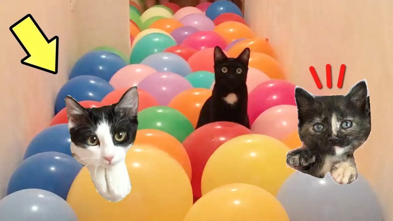 Gatos Luna y Estrella en el desafío de globos de colores con las gatitas / Videos de gatitos