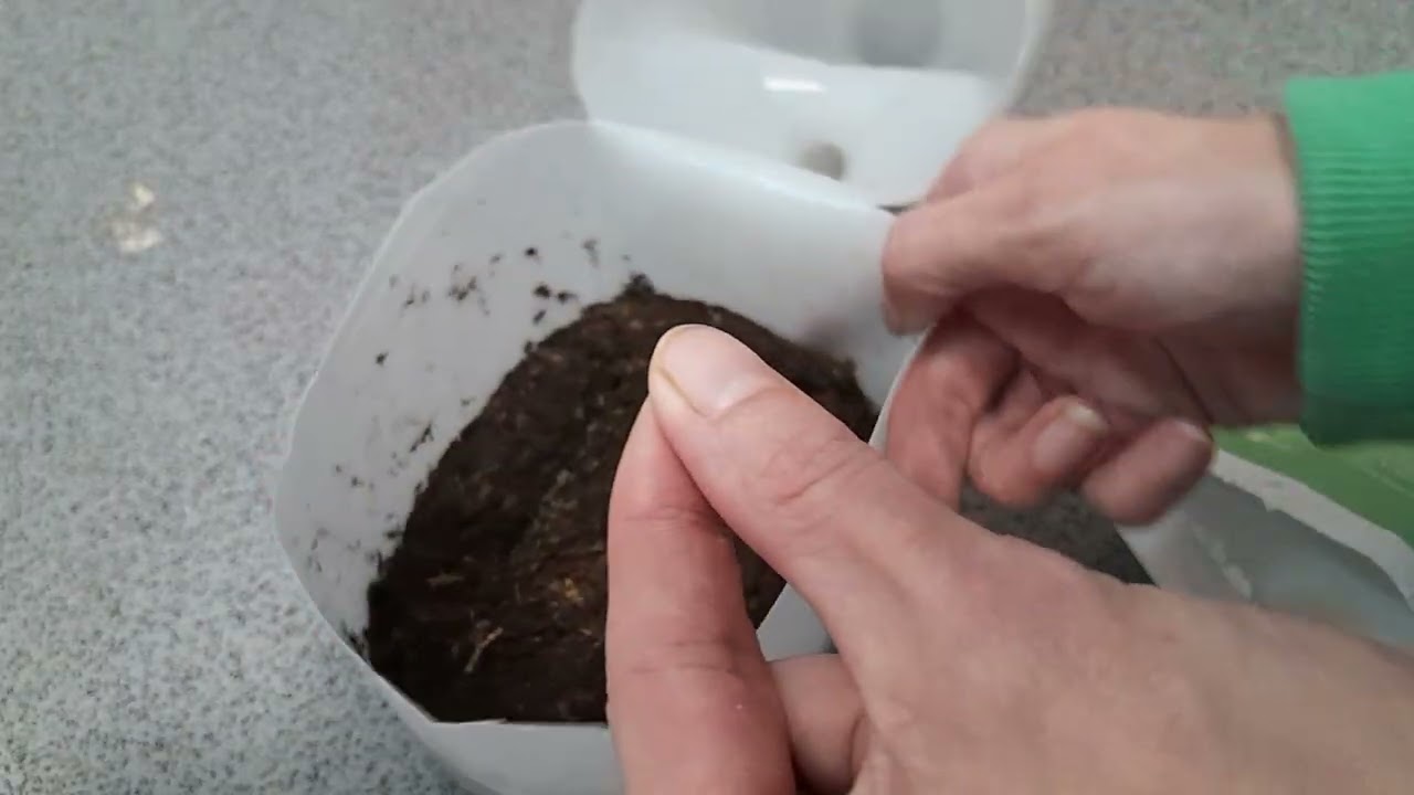 What to grow in February (lettuce salad mix)