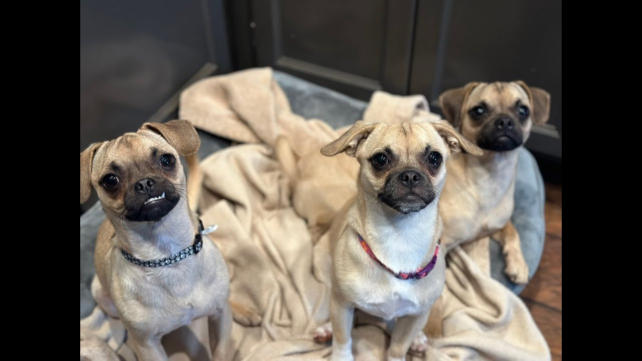 3 Pug Puppies Abandoned At Elementary School