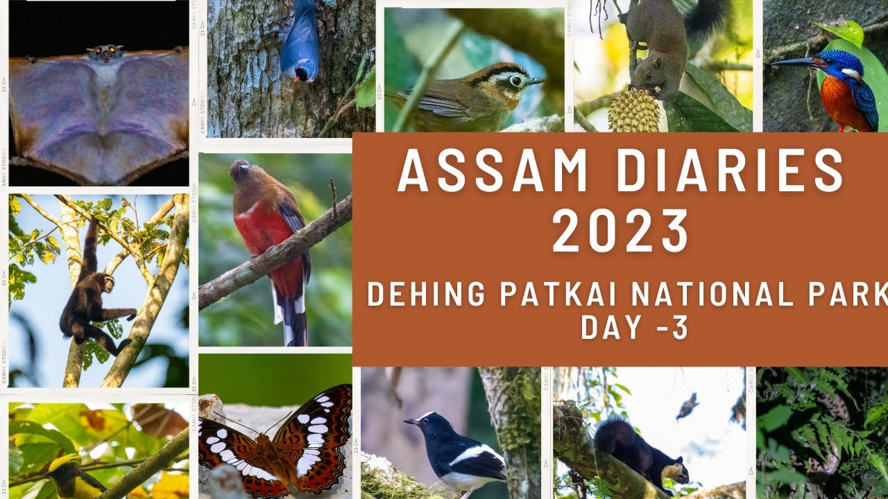 Assam Diaries 2023 | Dehing Patkai National Park Part 2 | Birds of Assam