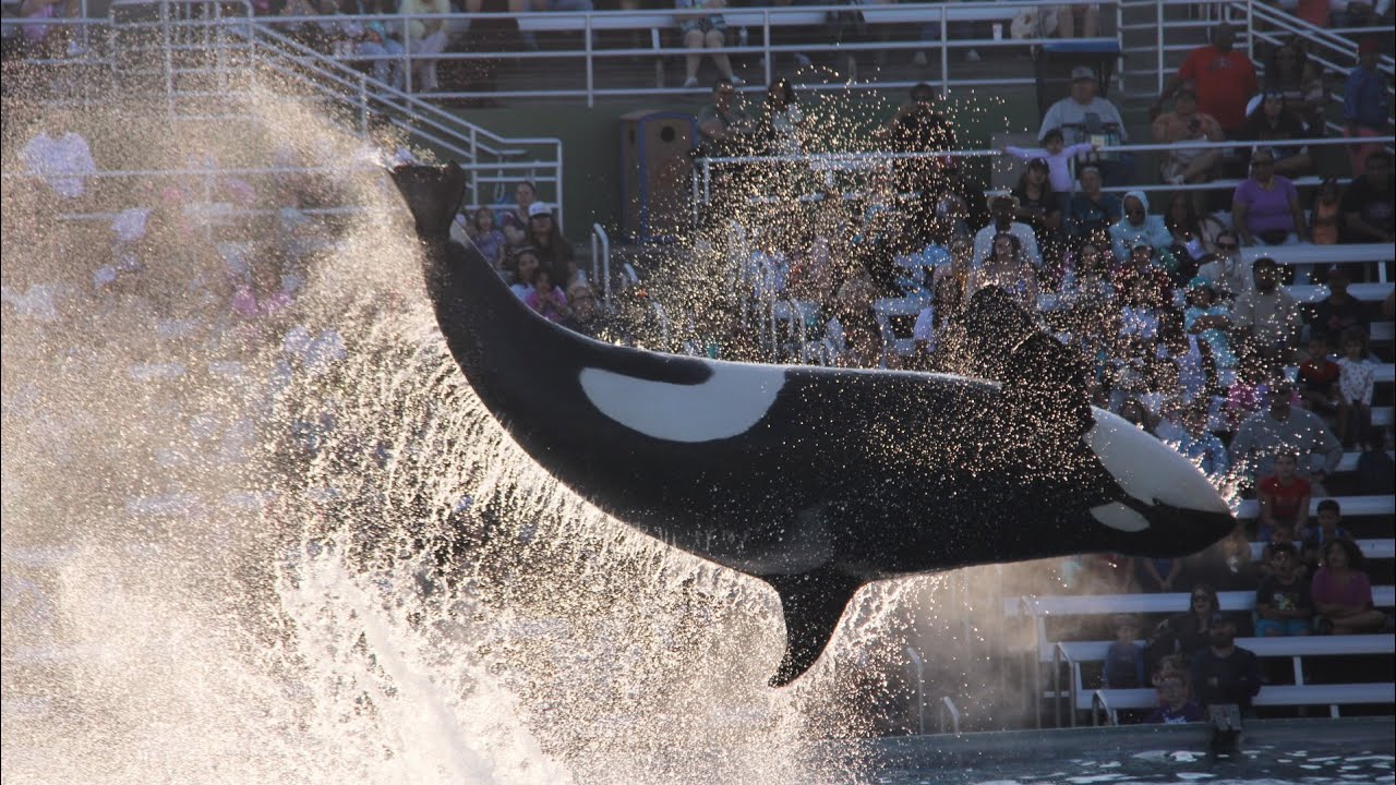 Orca Encounter | July 7th 2023 | San Diego